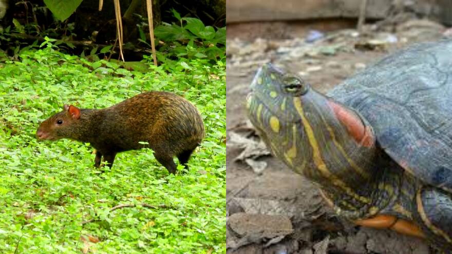 Consumo de carne de monte, una alerta que Corpamag lanza en el Magdalena