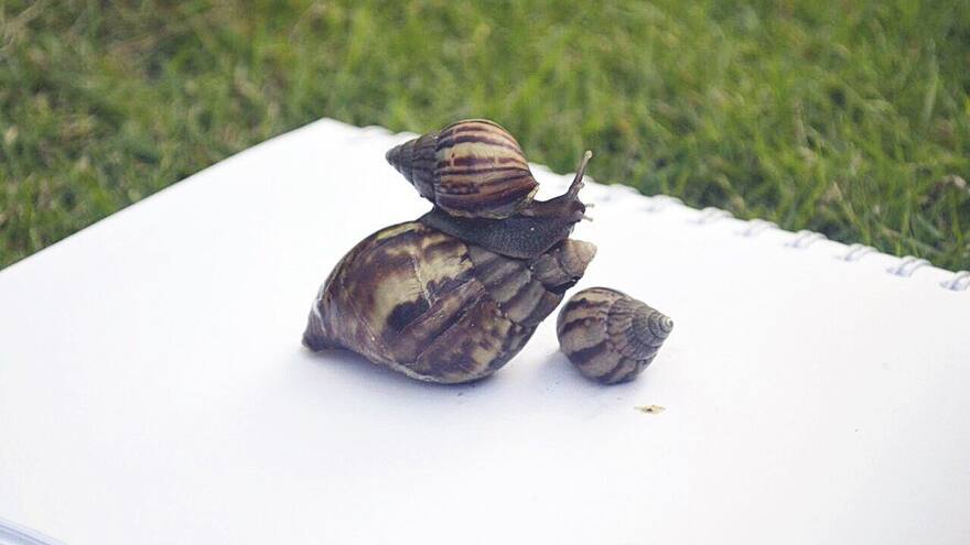 Caracoles africanos en Malambo: fueron eliminados 3 mil en el barrio San Fernando | Alcalde Rumenigge Monsalve habla