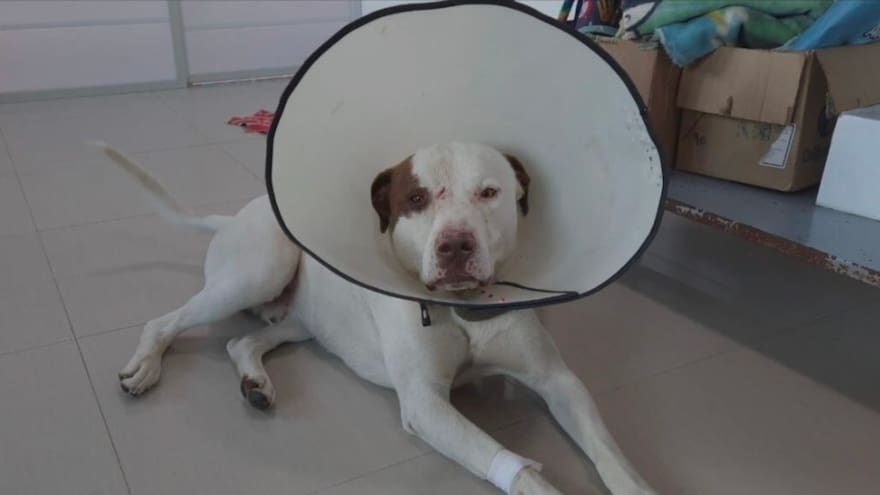 Condenan a hombre que atacó con tijeras a un perro
