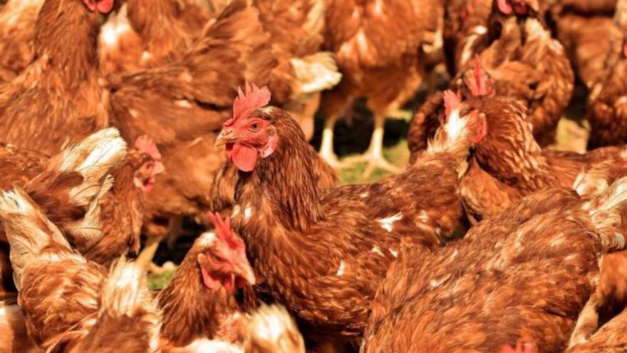 Procuraduría insta a Ungrd convocar reunión para atender emergencia por influenza aviar