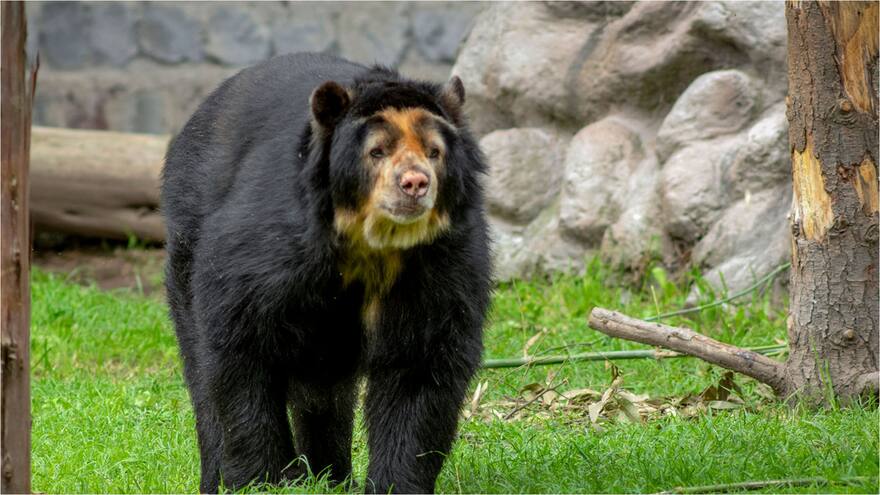 Falleció oso de anteojos en Zoológico de Quito