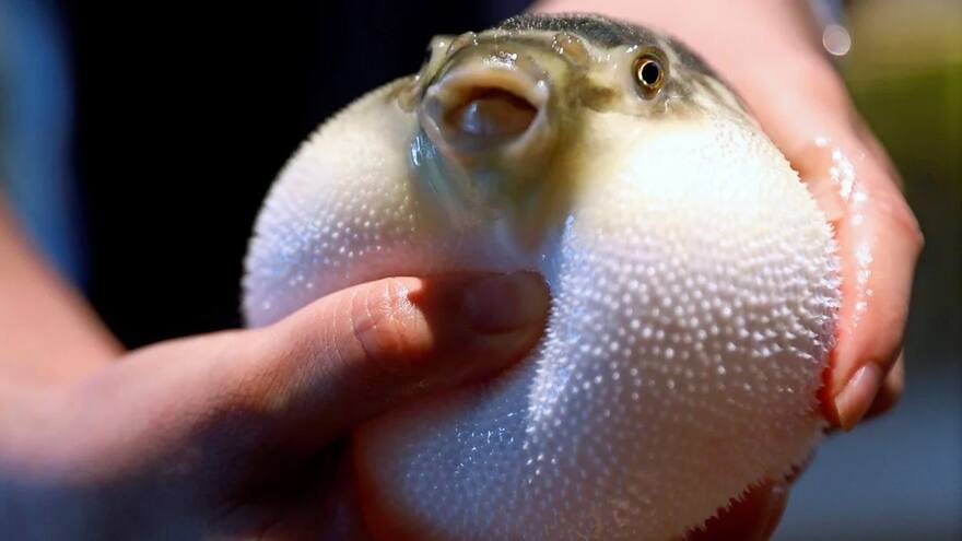 En Malasia, muere adulta mayor que comió pez globo sin saberlo