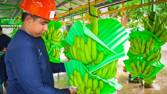 El sector bananero, uno de los más golpeados con la devaluación del dólar: en riesgo “miles de empleos”