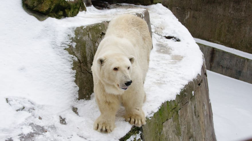 Abatimiento de una osa en los Alpes italianos causa indignación