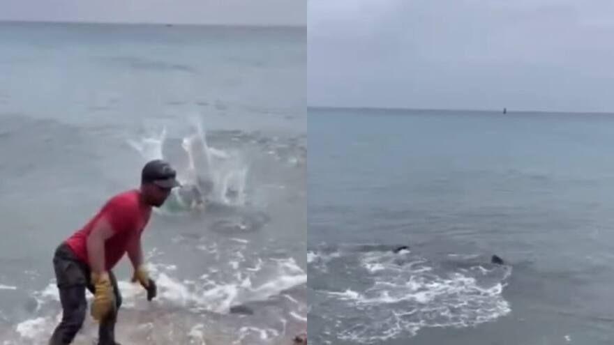 Denuncian uso de perro como carnada para atraer tiburones en San Andrés