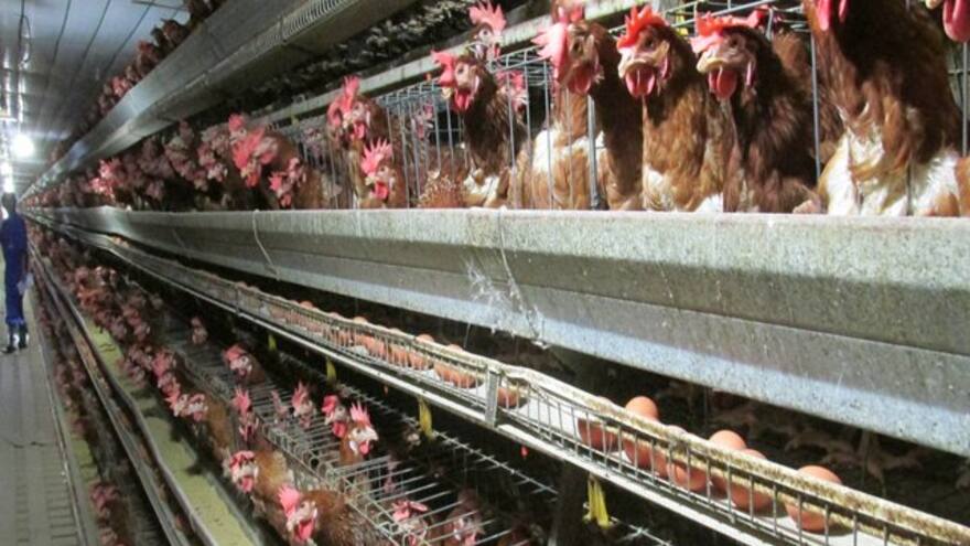 Por influenza aviar ICA declara cuarentena en 4 municipios del Magdalena