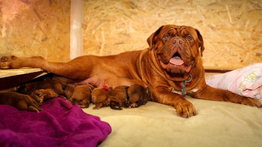 Cuidados a tener en cuenta cuando su perra esté preñada