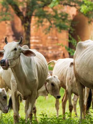 El cambio para el campo… es posible | Columna de  José Félix Lafaurie