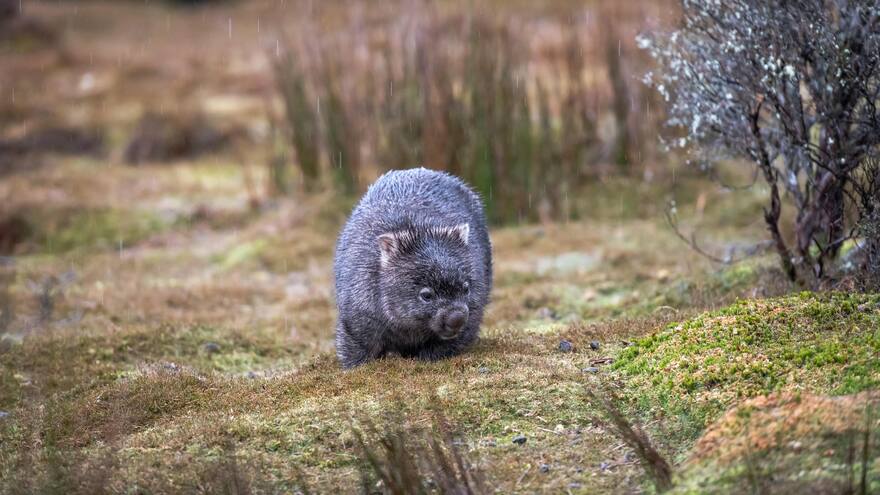 Indignación en Australia contra ‘influencer’ que capturó a cría de wombat para tomar una foto