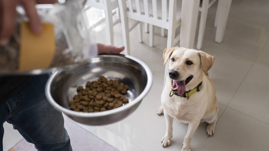 Nutrientes para mejorar la salud cardíaca de las mascotas