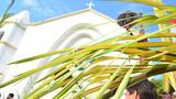 ¿Cuál es el significado de las palmas, el olivo y el laurel en el Domingo de Ramos?