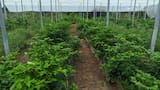 La habichuela regresa a la mesa campesina de la Mojana