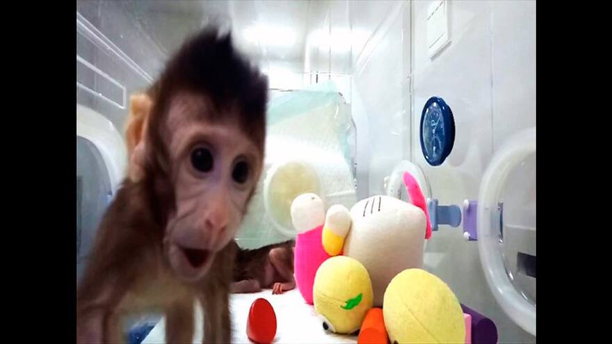 Estos son los primeros monos clonados con la técnica de la oveja Dolly