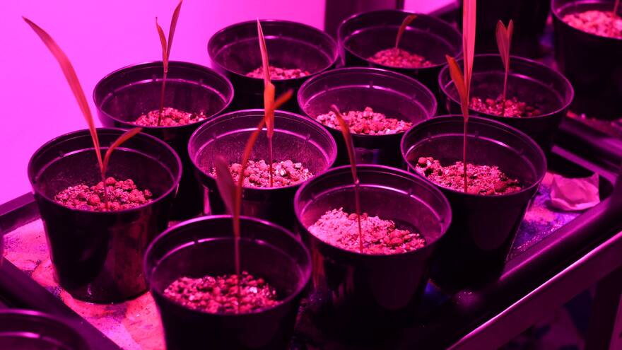 Bacterias pueden ayudar a cultivos contra la sequía y salinidad en la Costa