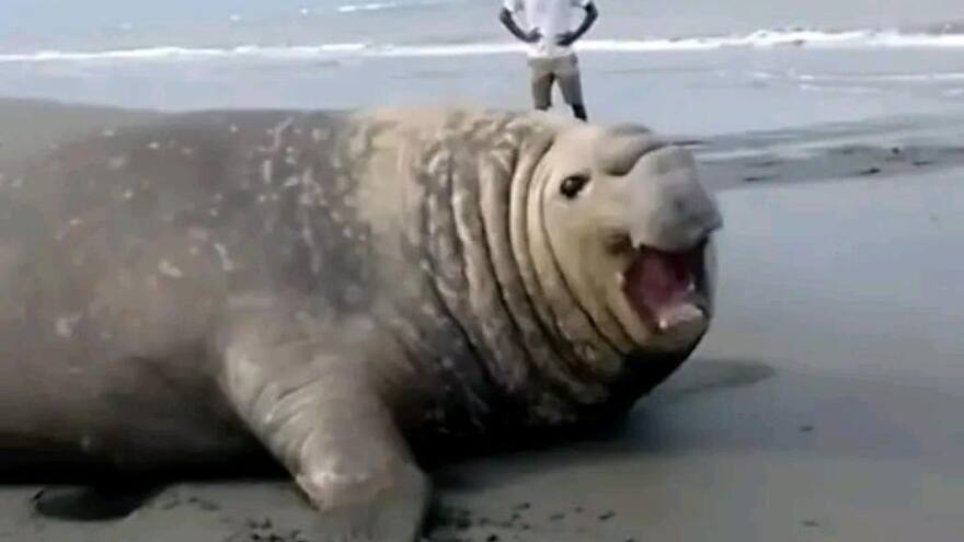 Hallan muerto a elefante marino en Nariño; lo habrían asesinado