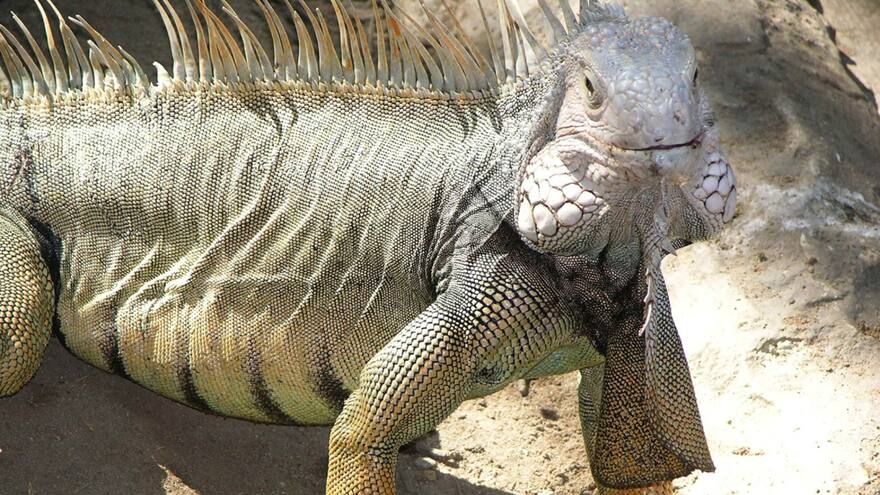 Decomisan 70 iguanas sacrificadas en La Guajira