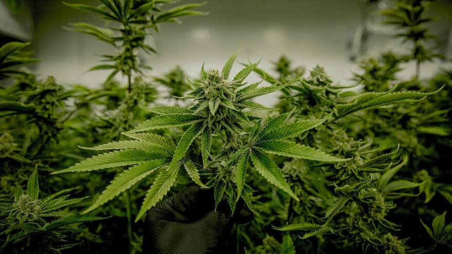 Duque firma decreto de exportación de flor seca de cannabis