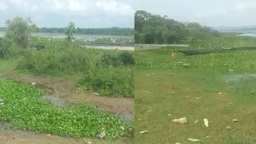 Pescadores de El Guájaro solicitan intervención por persistencia de tarulla