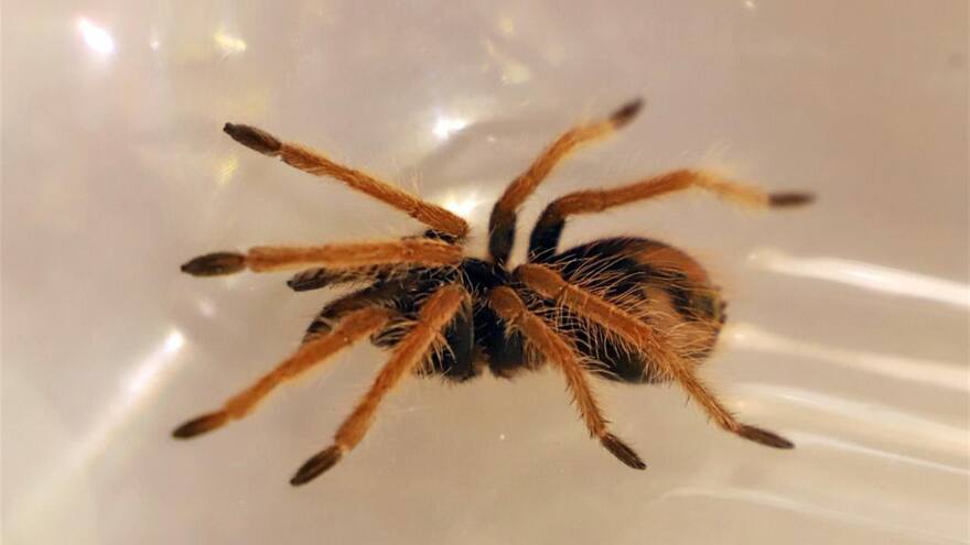 Autoridades incautan tarántulas en Bogotá que serían exportadas ilegalmente a México