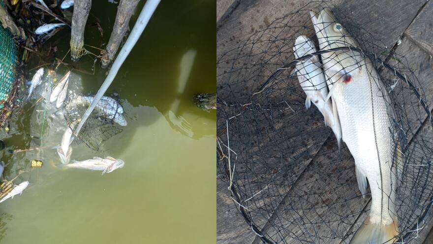 Magdalena: denuncian mortandad de peces en la Ciénaga Grande