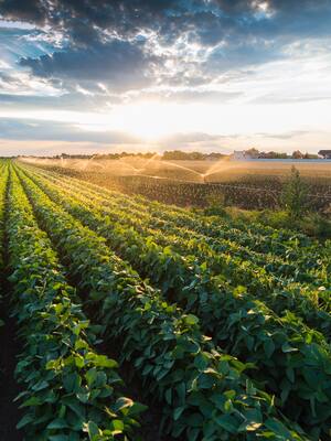 Lo que da la tierrita | Indalecio Dangond