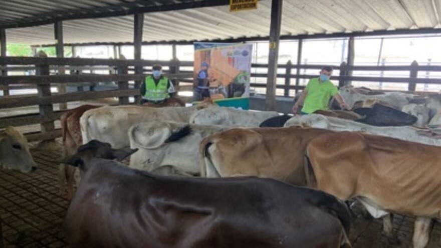 Cesar : Incautan y sacrifican 54 reses que eran transportadas de contrabando