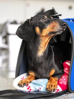 Viajar en bus con mascota